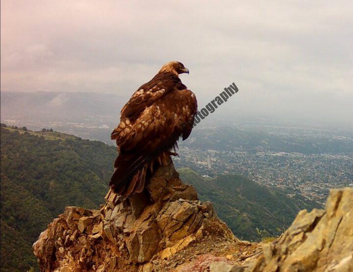 Eagle On The Peak